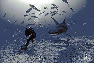 This is the first Tiger Shark visit of the trip and would... by Steven Anderson 